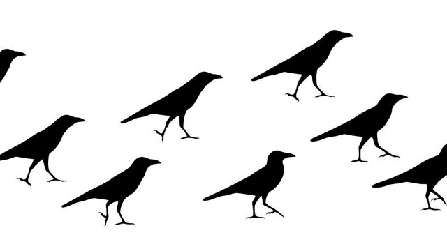 Walking crows, animation on the white background
