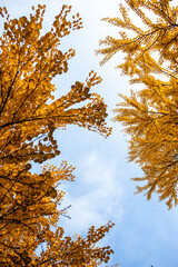 Background of yellow leaves and blue sky in autumn