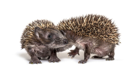 Two baby European hedgehog playing together