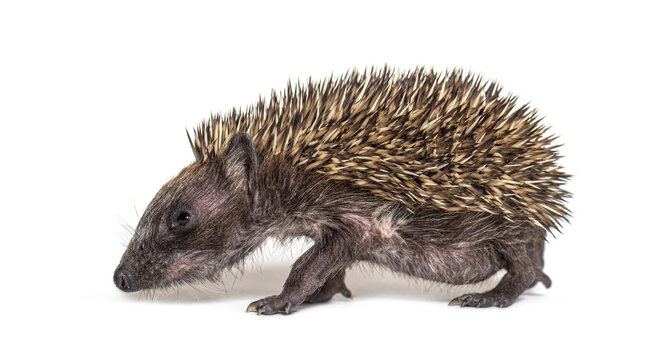 Side view of a Young European hedgehog, isolated on white © Eric Isselée