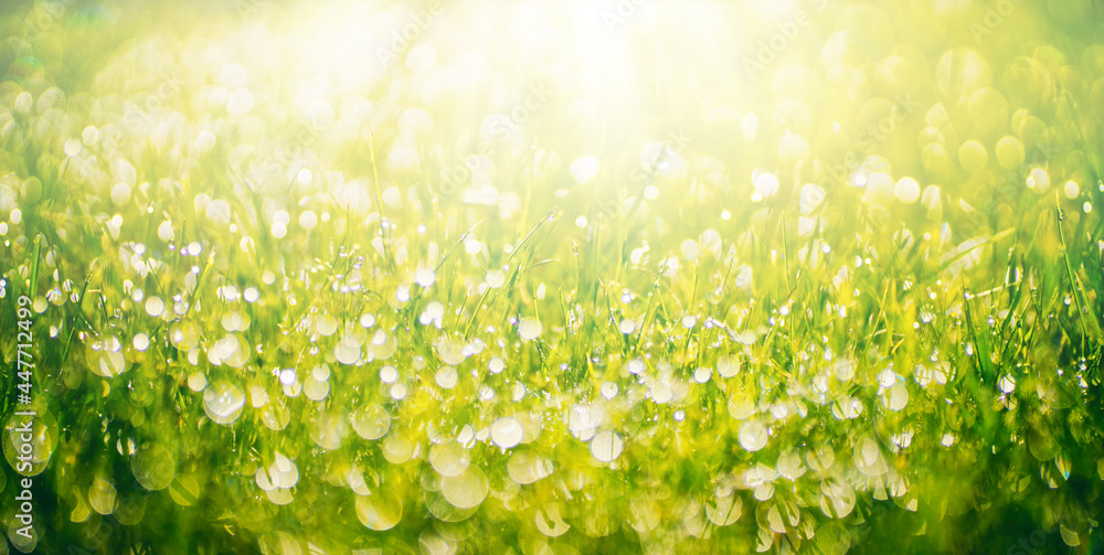 Poster natural defocused background. green juicy grass in drops of morning dew sparkles in rays of sunlight