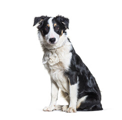 Black and white  border collie Sitting looking at camera