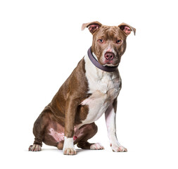 American Staffordshire terrier Sitting isolated on white