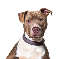 Head shot of a American Staffordshire terrier looking at camera and wearing a collar, isolated on white