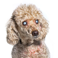 Head shot of an old and blindness poodle dog isolated on white