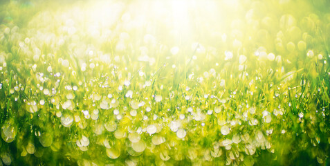 Natural defocused background. Green juicy grass in drops of morning dew sparkles in rays of...