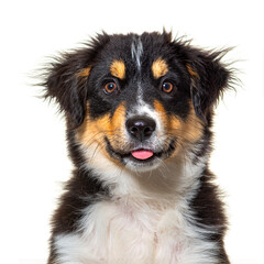Black and tan Puppy Miniature American Shepherd, fourteen weeks old, isolated on white