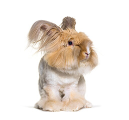 groomed Angora rabbit looking at the camera, isolated on white