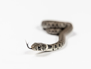 Grass snake, Natrix natrix, Isolated on white
