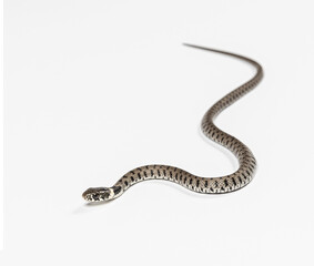 Grass snake, Natrix natrix, against a white background