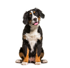 Sitting Bernese Mountain Dog panting, looking away, looking up, isolated on white