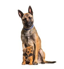 puppy crossbreed dog and a malinois Sitting, isolated