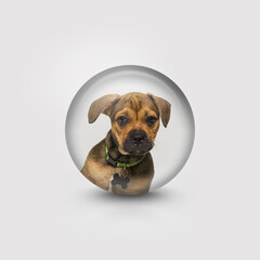 Head shot of a puppy crossbreed dog, isolated