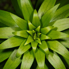 Green plant star