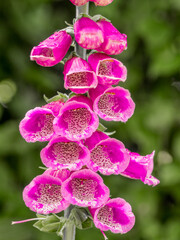 Beautiful purple wild Foxglove Flowers growing at Pickmere, Knustford, Cheshire © Sue Burton