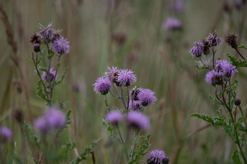 Scottish thistle