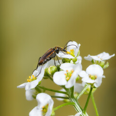 The beetle feeds on pollen on white flowers