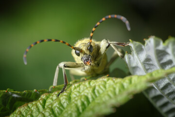 Portrait of a yellow beetle. Looking into the camera