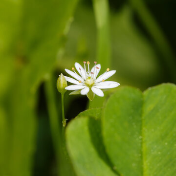 Woodlice flower and bud