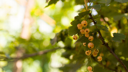 White currant berries. Juicy ripe berries of a white currant on a bush. Garden berries background