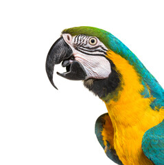 Head shot of a Blue and yellow macaw beak open, isolated on white,