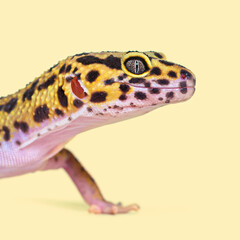 Head shot of a Leopard gecko on a cream background