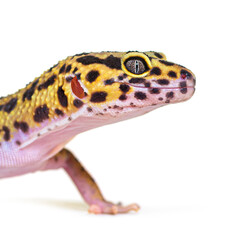 Fototapeta premium Side view Head shot of a Leopard gecko, isolated on white