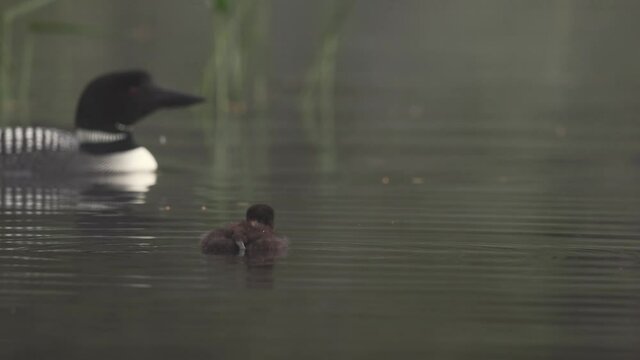 Common Loons on a Lake Video Clip in 4k