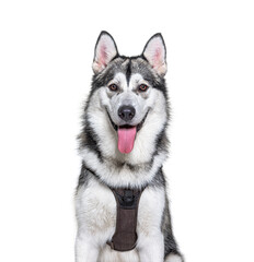 Head shot of a panting Alaskan Malamute wearing harness, isolated on white