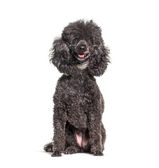Greying Black old Poodle dog, isolated