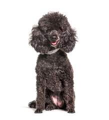 Black old Poodle dog, isolated