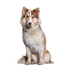 Aussie Siberian. is a mixed Breed Dogs - Australian Shepherd wit