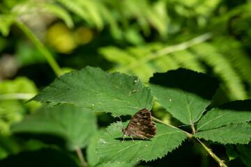 woodland brown butterfly lopinga achine resting on the leaf of a bramble