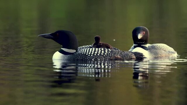 Common Loons on a Lake Video Clip in 4k