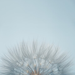 Fluffy dandelion in sunlight on light blue background with copy space. Beautiful flower close up. Abstract nature