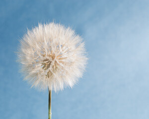 White fluffy dandelion in sunlight on blue background with copy space. Delicate flower with seeds close up