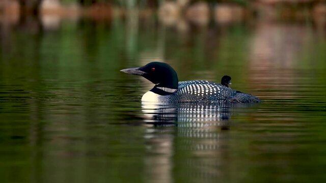 Common Loons on a Lake Video Clip in 4k