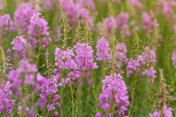Flowers fireweed or Ivan-tea growing on meadow with sunlight. Delicious and healthy natural herbs, for subsequent fermentation
