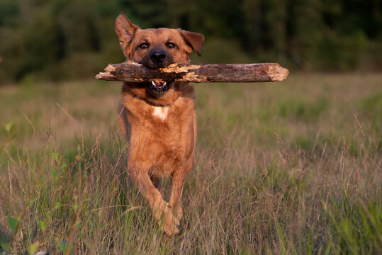 Sch&auml;ferhund Mischling (R&uuml;de, ca. 6 Jahre alt) Outdoor