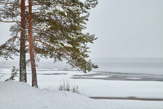 Nature landscape with lake under ice and snow and dark trees on shore in cold winter or autumn day or evening