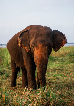 Travel wildlife view of wild elephant in Udawalawa National Park, Ratnapura District in Sri Lanka, South East Asia.