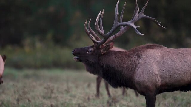 Bull Elk Bugling Video Clip 