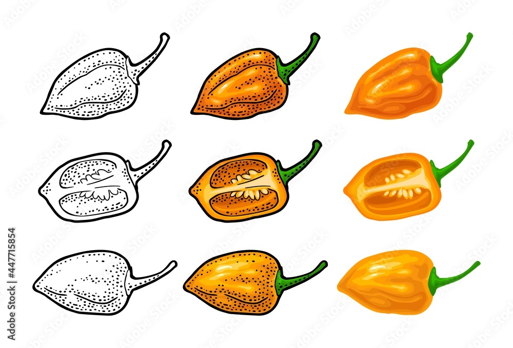 Wall mural whole and half pepper habanero. vector color engraving isolated on white background.