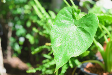 fern green leaf nature background fern flower