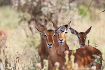 Beautiful Animals Game of Africa – Impala Antelope