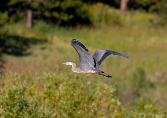 Great Blue Heron at Manitou Lake