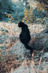 Black cat with yellow eyes   sits outdoor in nature . postcard for the international cat day. Vertical shot