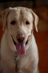 Close up Portrait of a brown - yellow labrador dog with toung out and isolated background.