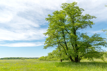 Fototapeta na wymiar green tree on meadow