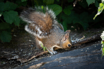 Grey squirrel searching for food.